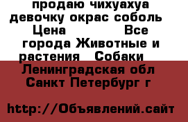 продаю чихуахуа девочку,окрас соболь › Цена ­ 25 000 - Все города Животные и растения » Собаки   . Ленинградская обл.,Санкт-Петербург г.